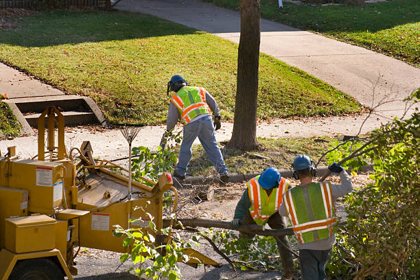 Best Tree Removal  in Desert Aire, WA