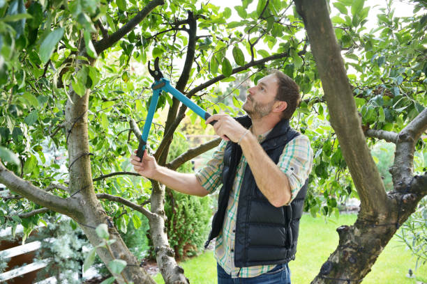 Best Fruit Tree Pruning  in Desert Aire, WA